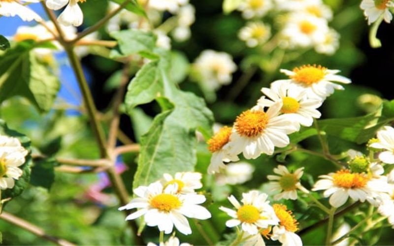 Những hình ảnh hoa dã quỳ trắng - Hình số 2