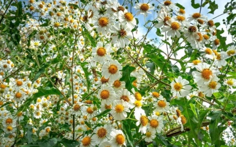 Những hình ảnh hoa dã quỳ trắng - Hình số 4
