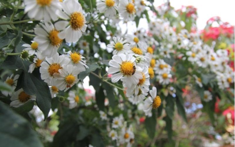 Những hình ảnh hoa dã quỳ trắng - Hình số 6