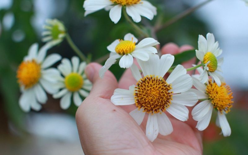 Những hình ảnh hoa dã quỳ trắng - Hình số 7