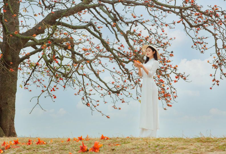 Những hình ảnh hoa gạo rụng - Hình số 10