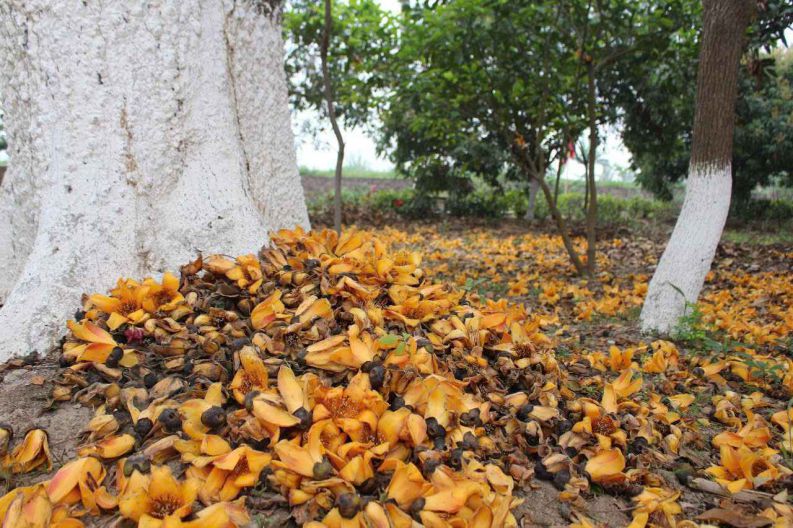 Những hình ảnh hoa gạo rụng - Hình số 2