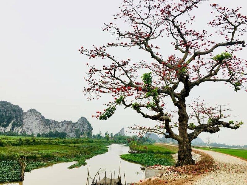 Những hình ảnh hoa gạo rụng - Hình số 3