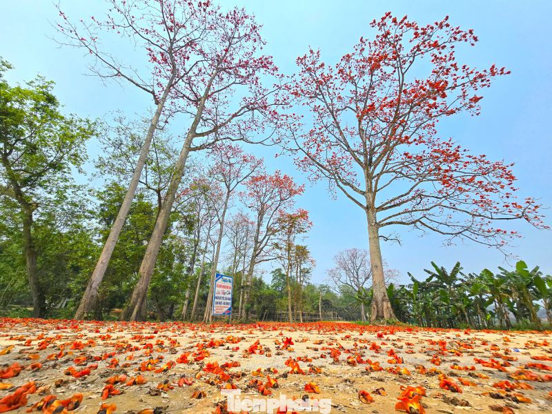 Những hình ảnh hoa gạo rụng - Hình số 4