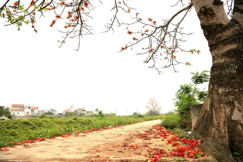 Những hình ảnh hoa gạo rụng - Hình số 6