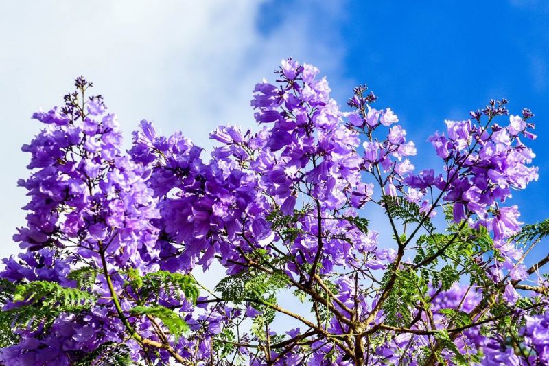 Những hình ảnh hoa phượng tím đẹp - Hình số 6