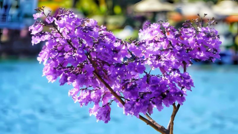 Những hình ảnh hoa phượng tím đẹp - Hình số 8
