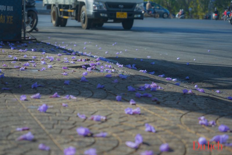 Những hình ảnh hoa phượng tím rơi - Hình số 9