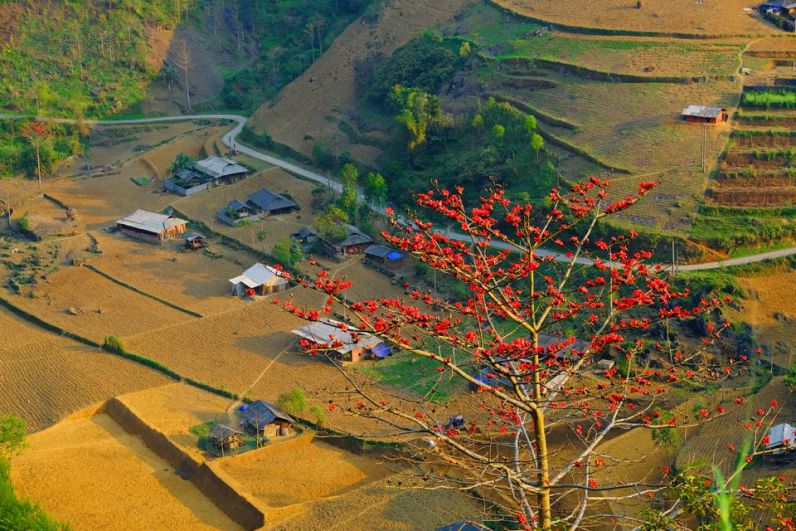 Những hình ảnh hoa gạo đỏ rực rở - Hình số 10