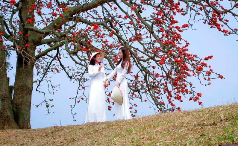 Những hình ảnh hoa gạo đỏ rực rở - Hình số 4