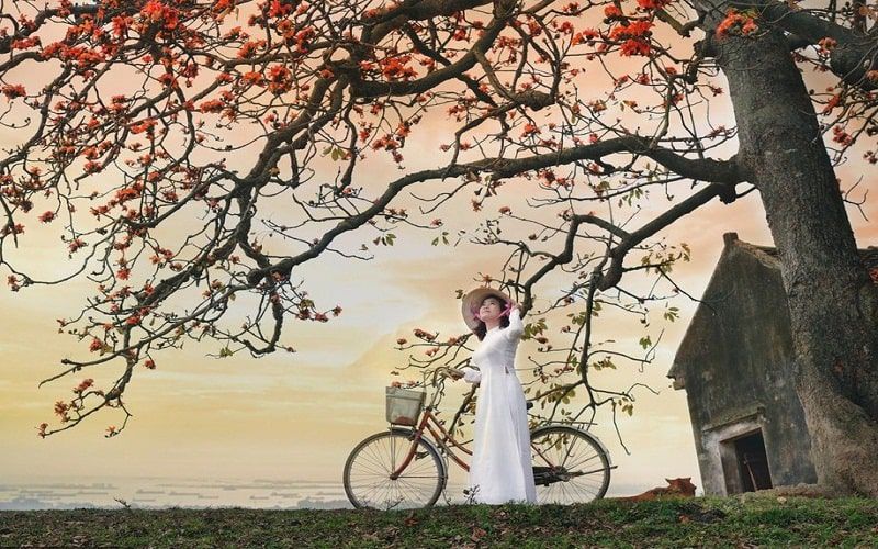 Những hình ảnh hoa gạo đỏ rực rở - Hình số 9