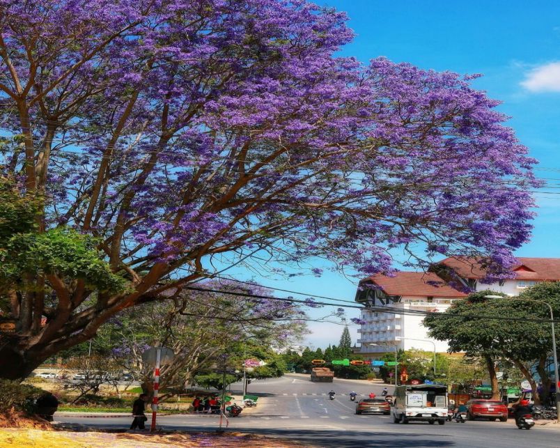 Những hình ảnh hoa phượng tím đà lạt - Hình số 2