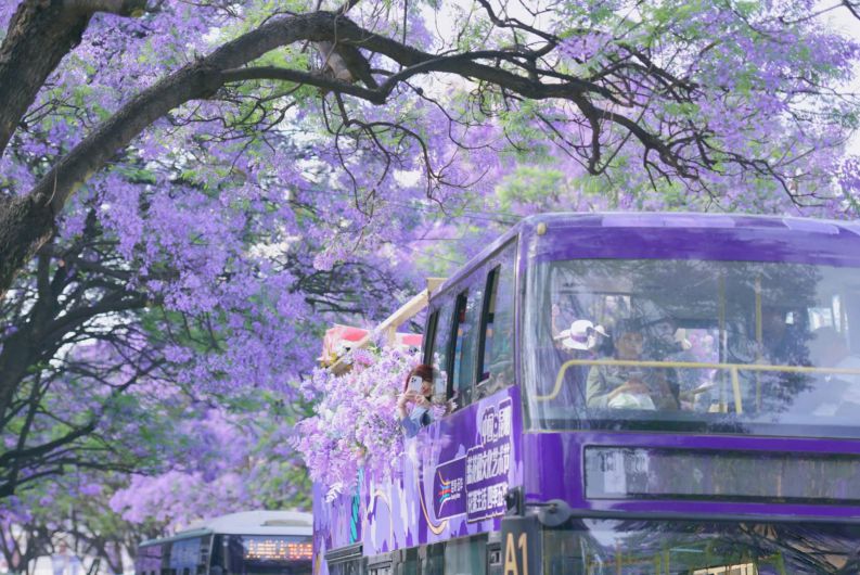 Những hình ảnh hoa phượng tím đà lạt - Hình số 6