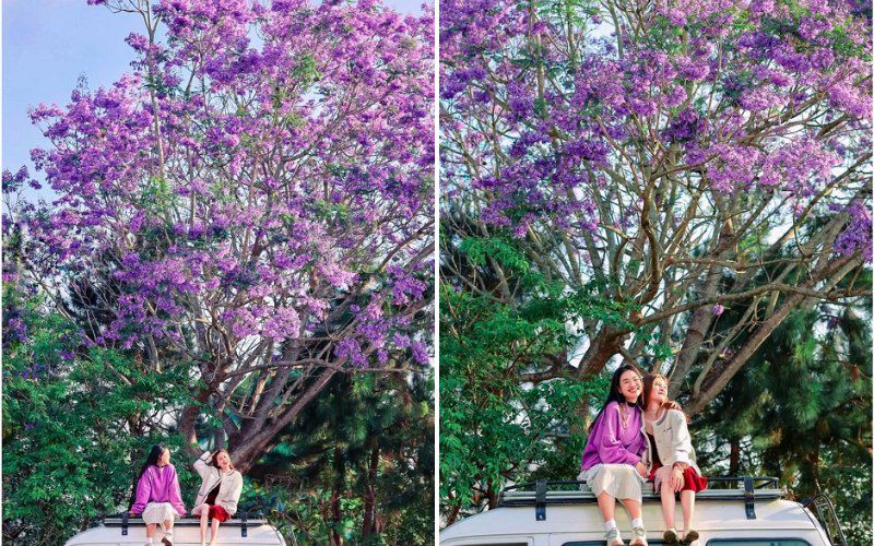 Những hình ảnh hoa phượng tím đà lạt - Hình số 9