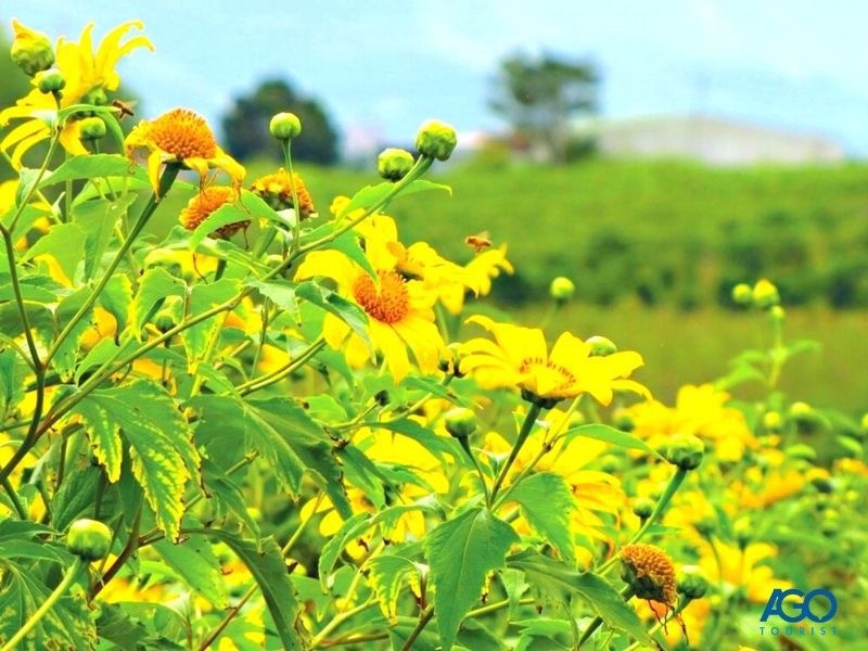 Những hình ảnh hoa dã quỳ ở đà lạt - Hình số 1