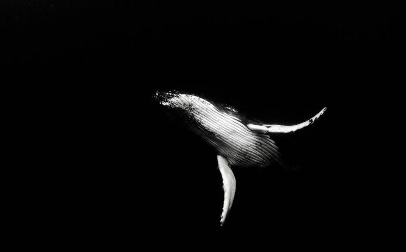 Những black background 4k - Hình số 5