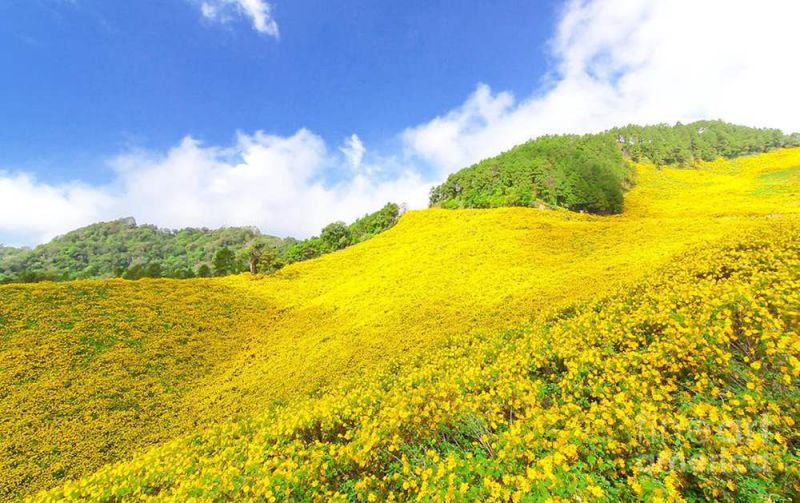 Những hình ảnh hoa dã quỳ ở ba vì - Hình số 1