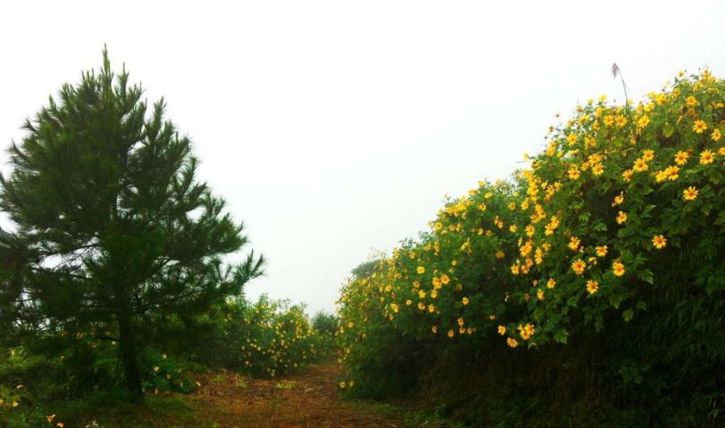 Những hình ảnh hoa dã quỳ ở ba vì - Hình số 10
