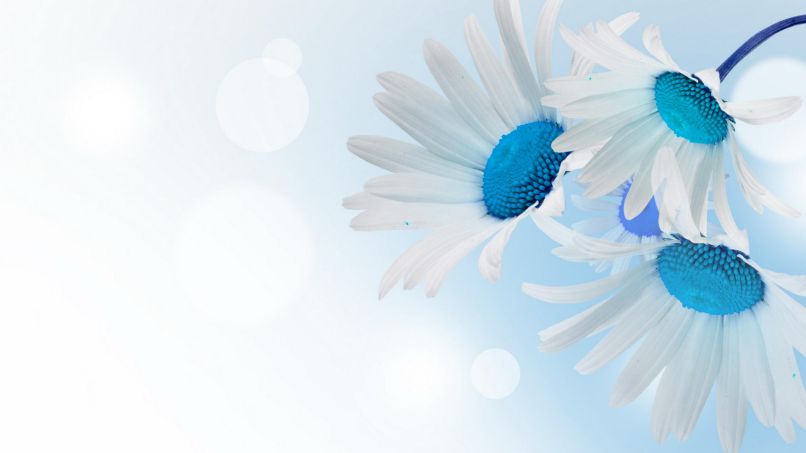 Những white background hd - Hình số 2