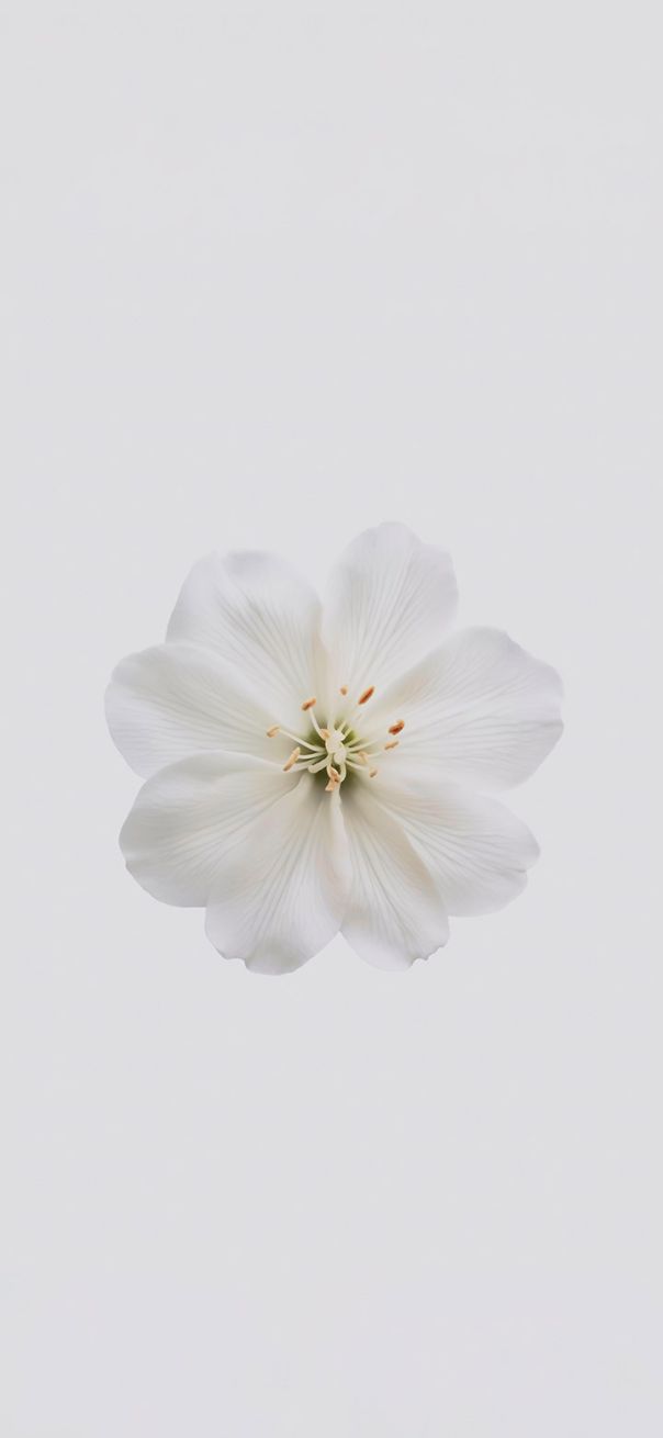 Những white background phone - Hình số 1