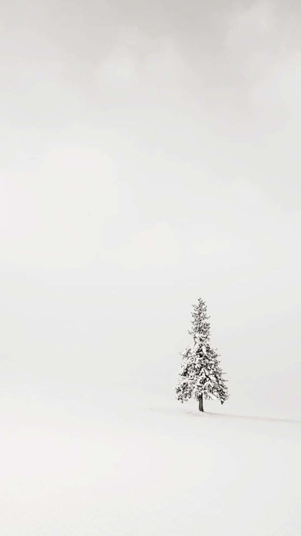 Những white background phone - Hình số 3