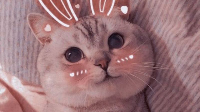 Những ảnh mèo cute chibi ngầu - Hình số 9